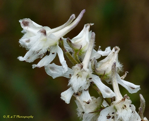 {Delphinium carolinianum ssp. calciphilum}